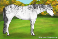 Horse Color:Gray White Spotted Black  and Gray White Spotted Black Rabicano 