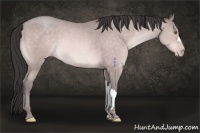 Horse Color:Platinum Sable Champagne 