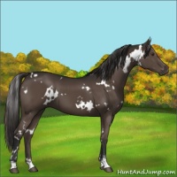 Horse Color:White Spotted Liver Chestnut Sabino