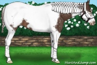 Horse Color:Liver Chestnut Tobiano Frame Appaloosa