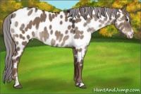 Horse Color:Painted Liver Red Dun Sabino Appaloosa