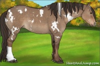 Horse Color:White Spotted Liver Red Dun 