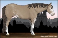Horse Color:Classic Champagne Sabino 