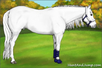 Horse Color:Gray White Spotted Black and Gray White Spotted Black Splash