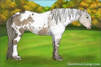 Horse Color:White Spotted Chocolate Palomino Rabicano