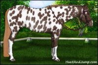 Horse Color:Liver Chestnut Appaloosa Rabicano 