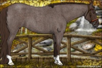 Horse Color:Liver Red Roan 