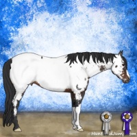 Horse Color:Brown Appaloosa 