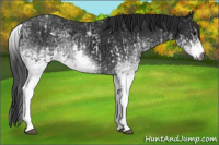 Horse Color:Gray White Spotted Black  and Gray White Spotted Black 