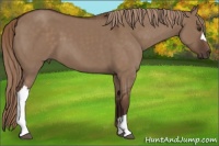 Horse Color:Liver Red Dun 