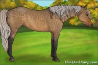 Horse Color:Silver Buckskin Dun 