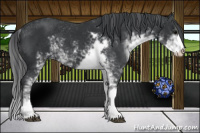 Horse Color:Black Sabino