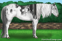 Horse Color:Gray White Spotted Black  and Gray White Spotted Silver Black 