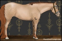 Horse Color:Buckskin Pearl Sabino 
