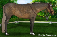 Horse Color:Chocolate Palomino 