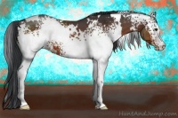 Horse Color:White Spotted Brown