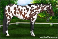 Horse Color:Bay Appaloosa