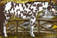 Horse Color:Liver Chestnut Leopard 