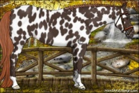 Horse Color:Liver Chestnut Appaloosa 