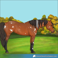 Horse Color:White Spotted Bay 