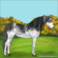 Horse Color:Gray White Spotted Black  and Gray White Spotted Black 