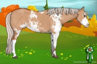 Horse Color:Silver Bay Dun Sabino 