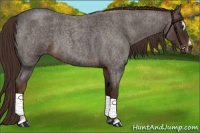Horse Color:Liver Red Roan Sabino 