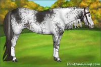Horse Color:White Spotted Liver Chestnut 