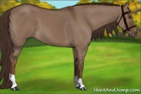 Horse Color:Liver Red Dun 