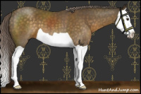 Horse Color:Chocolate Palomino Splash 