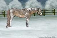 Horse Color:Chocolate Palomino Sabino Tobiano