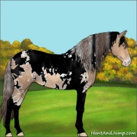 Horse Color:White Spotted Amber Champagne Tobiano Appaloosa 