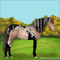 Horse Color:Sable Champagne Tobiano Varnish