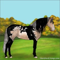 Horse Color:Amber Champagne Tobiano Appaloosa 