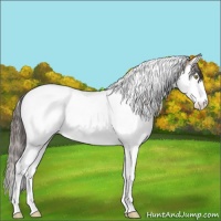 Horse Color:White Spotted Sable Champagne Splash Tobiano Appaloosa 