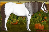 Horse Color:Liver Chestnut Fewspot 