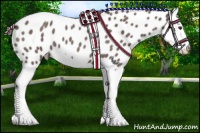 Horse Color:Liver Red Roan Splash Appaloosa 