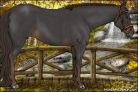 Horse Color:Liver Red Roan 