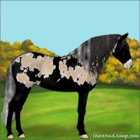 Horse Color:White Spotted Bay Dun Splash 