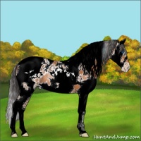 Horse Color:White Spotted Bay Splash Tobiano Appaloosa 