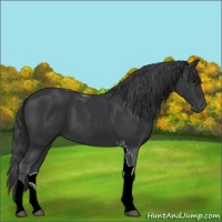 Horse Color:Black Tobiano 