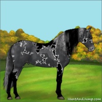 Horse Color:White Spotted Black Tobiano Appaloosa