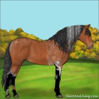 Horse Color:Bay Tobiano 