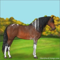 Horse Color:Bay Tobiano 