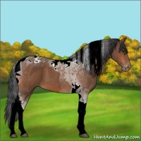 Horse Color:Bay Tobiano Varnish