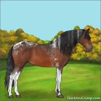 Horse Color:Bay Tobiano 