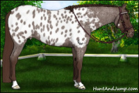 Horse Color:Liver Red Roan Appaloosa