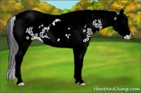 Horse Color:Black Splash Tobiano Appaloosa 