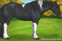 Horse Color:Black Tobiano 