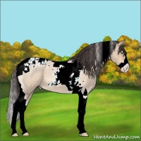 Horse Color:Amber Champagne Roan Dun Splash Tobiano 